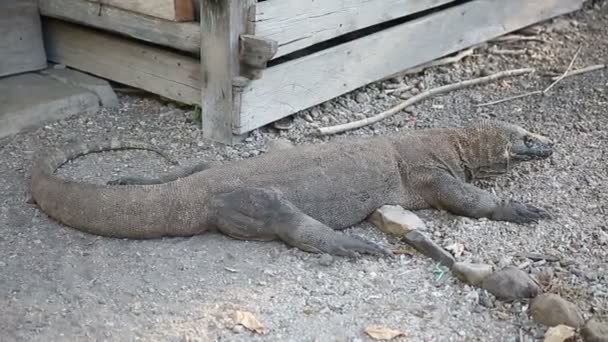 コモドドラゴン、Rinca 島、インドネシア、世界で最大のトカゲ. — ストック動画
