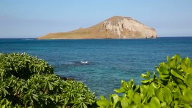Tavşan Adası'nda rüzgâr Oahu Hawaii plajda Makapuu