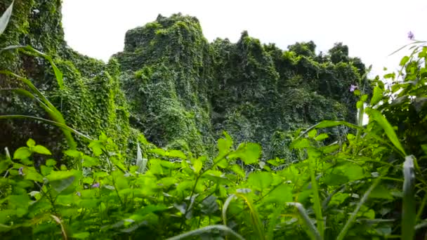 Lush Green Tropical Rainforest Flora en Oahu Hawaii — Vídeo de stock