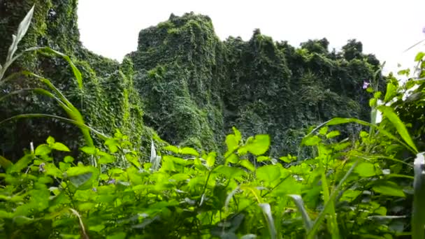 Svěží zelené tropické flóry deštného pralesa v Oahu Hawaii — Stock video