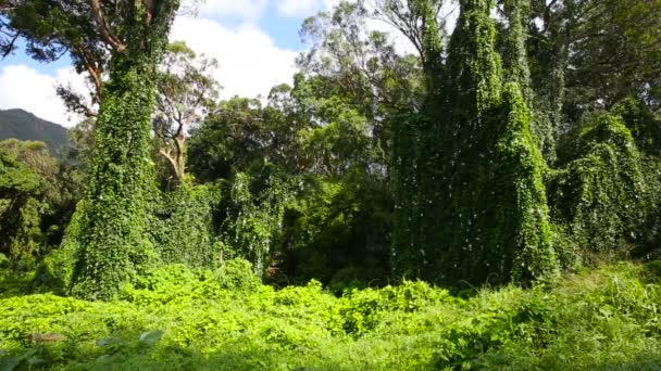 Svěží zelené tropické flóry deštného pralesa v Oahu Hawaii — Stock video