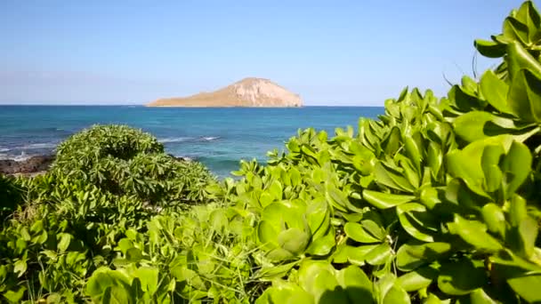 Остров кроликов на пляже Макапуу на наветренных Гавайях Оаху — стоковое видео