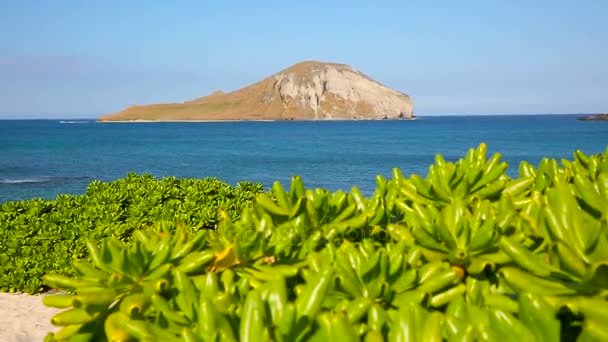 Králičí ostrov na Makapuu pláži na návětrné Hawaii Oahu — Stock video