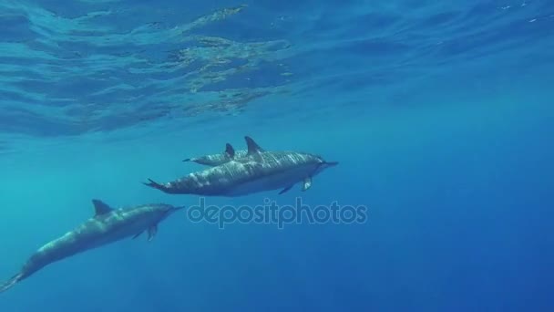 Three Swimming Dolphins in Hawaii Underwater Shoot — Stock Video