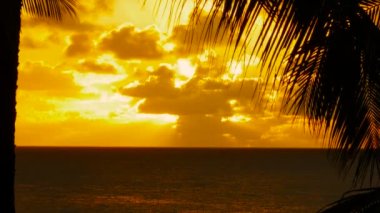 Hawaii 'de palmiye ağaçları arasından gün batımı