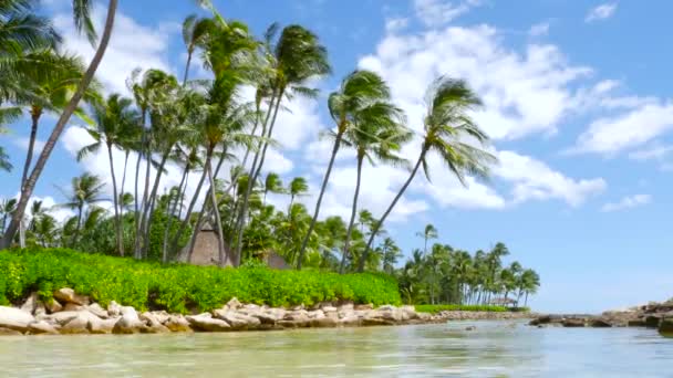 热带岛屿 沙滩上的棕榈树 — 图库视频影像