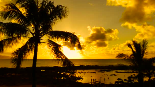 Puesta Sol Través Palmeras Hawaii — Vídeo de stock