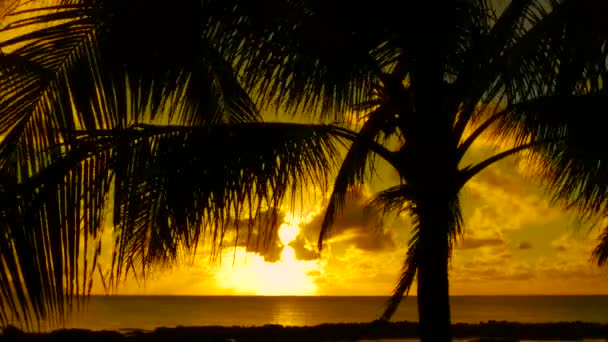 Coucher Soleil Travers Les Palmiers Hawaï — Video