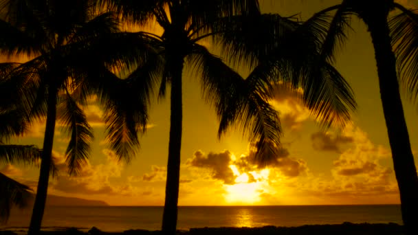 Hawaii Palmiye Ağaçları Arasından Gün Batımı — Stok video