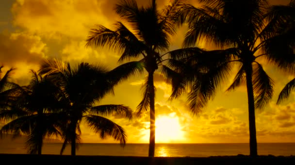 Hawaii Palmiye Ağaçları Arasından Gün Batımı — Stok video