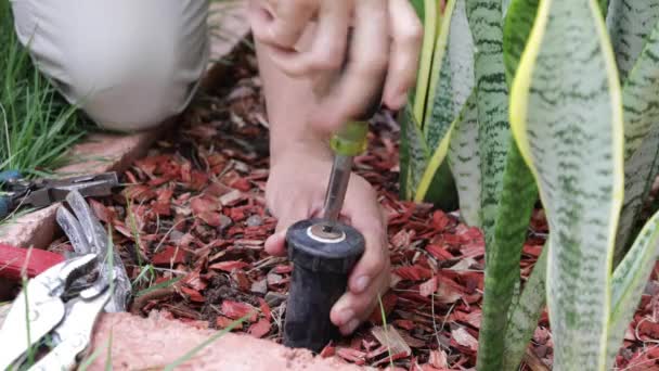 Υδραυλικός Φτιάχνει Sprinkler Head Στην Πίσω Αυλή Εγκατάσταση Sprinklers Γρασίδι — Αρχείο Βίντεο