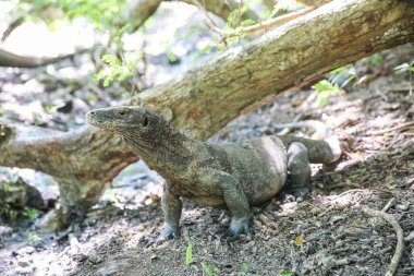 Rinca Adası 'ndaki Komodo Ejderhaları. Varanus komodoensis.