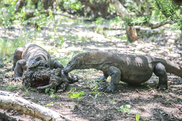 リンカ島のコモドドラゴン ヴァラヌス コモドエンシス — ストック写真