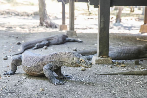 リンカ島のコモドドラゴン ヴァラヌス コモドエンシス — ストック写真