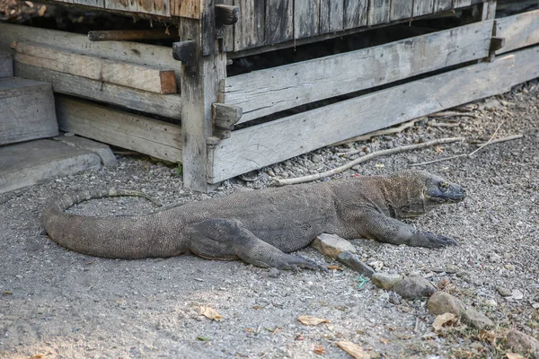 兰卡岛上的科莫多龙 Varanus Komodoensis — 图库照片