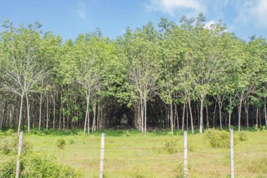 çiftlikte kauçuk ağacı satır