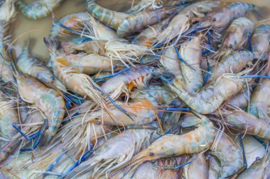 taze nehir karides arka plan 