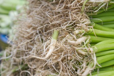 sabah zaferinin kökü