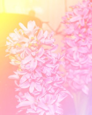 görüntü de renkli filtre pembe çiçek odaklı bulanıklık fotoğraf