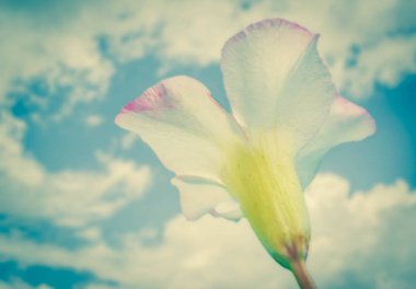 Gökyüzü arka planda Çöl Gülü