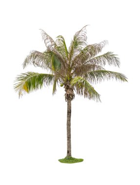 Beyaz arkaplanda izole edilmiş hindistan cevizi palmiyesi