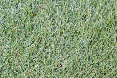 çim arka plan dokusu