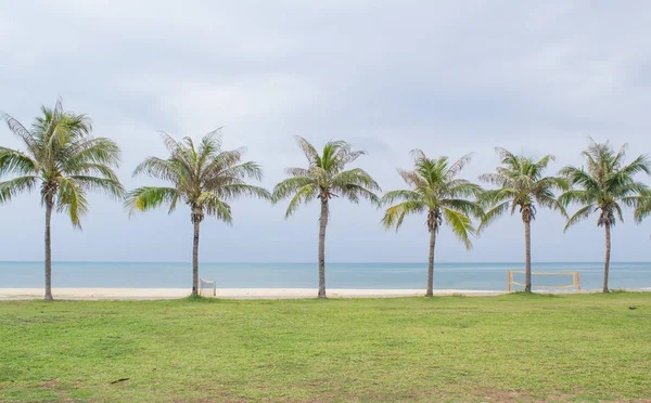Rząd Palmy Kokosowej Plaży — Zdjęcie stockowe