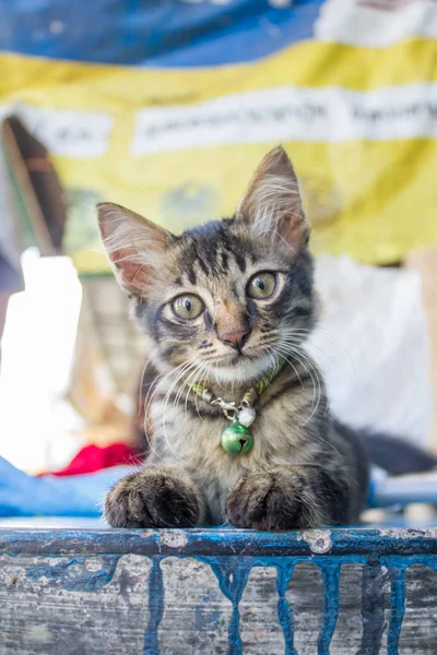 Kucing kecil melihat ke kamera — Stok Foto