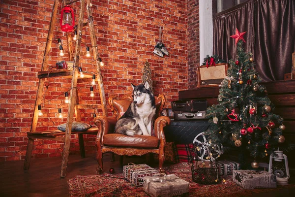 Hund im Stuhl im weihnachtlichen Interieur mit dekorativen Elementen — Stockfoto