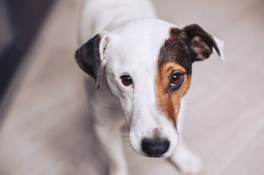 Kameraya bir güzel, komik köpek görünüyor