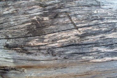 Gri ağaç gövdesi kapatma arkaplanı