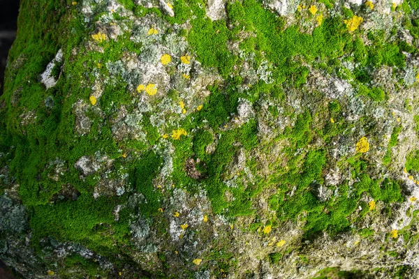 Fijn Gras Uit Betonsteen — Stockfoto