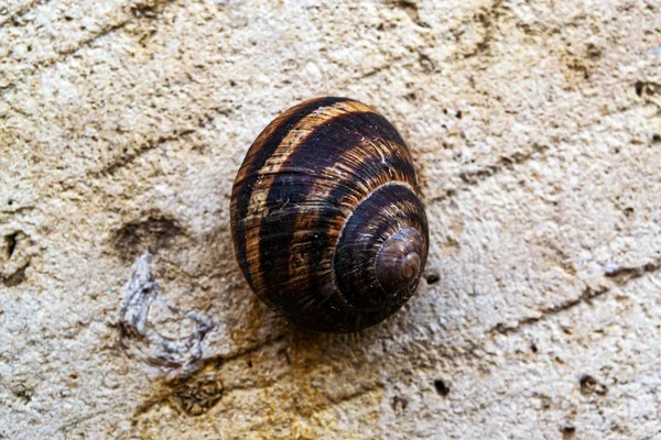 Large Snail Gray Wall — Stock Photo, Image