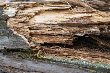Kırık bir ağaç gövdesinin arka planı