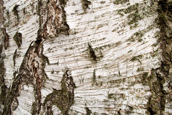 Fundo Casca Bétula Close — Fotografia de Stock