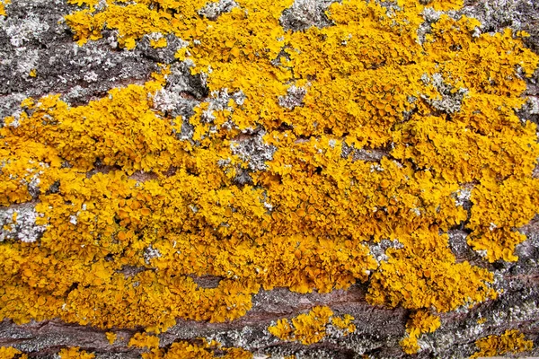 Achtergrond Van Boomschors Met Gele Schimmel — Stockfoto