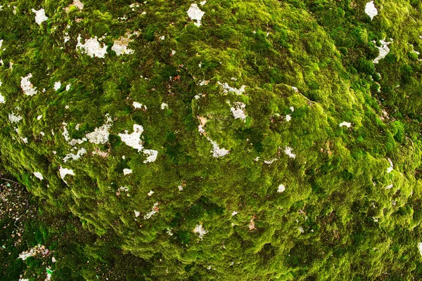 岩の上の緑の苔 — ストック写真