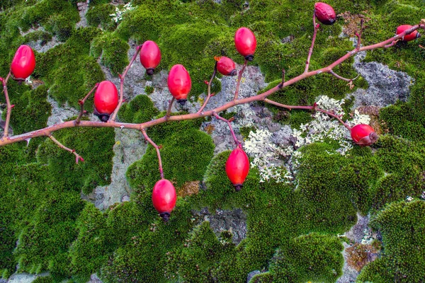 Shipshin Bush Een Grijze Achtergrond Met Mos — Stockfoto