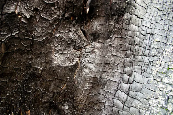 Fundo Casca Árvore Queimada Closeup — Fotografia de Stock