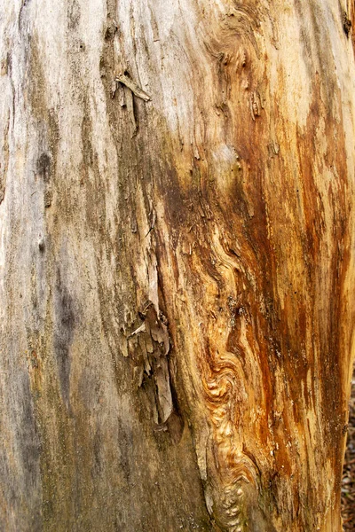 茶色の木の背景クローズアップ — ストック写真