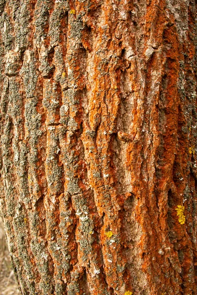 背景の赤い木の樹皮がクローズアップ — ストック写真