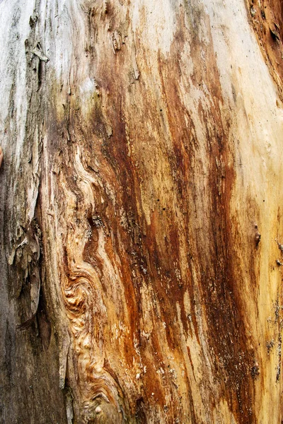 茶色の木の背景クローズアップ — ストック写真