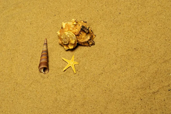 Background Shells Ong Shells Sand — Stock Photo, Image