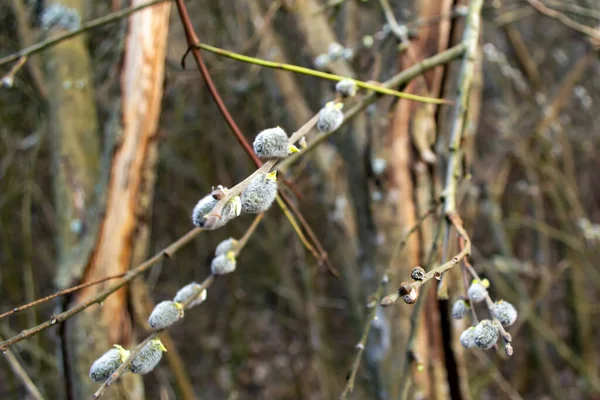 Saule Printanier Fleuri Gros Plan — Photo