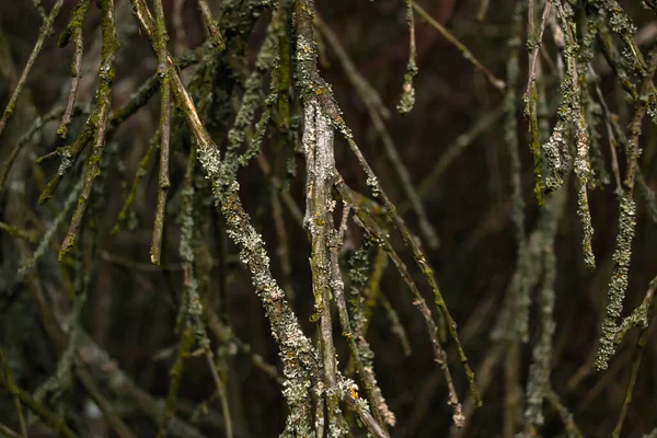 灰色の木の枝 — ストック写真
