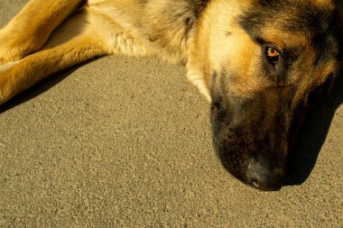 Gri arka planda neşeli, neşeli, neşeli bir köpek. Alman kurdu. Şirin küçük bir yüz. Stüdyo fotoğraf oturumu