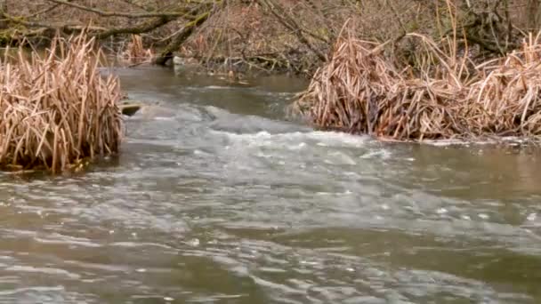 Tranquilo Arroyo Fluye Entre Árbol — Vídeo de stock