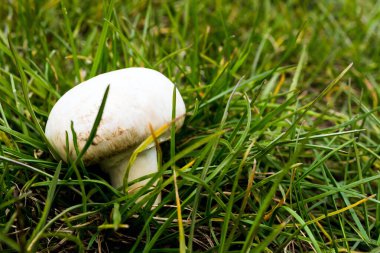 Yeşil çimlerde Beyaz Şampiyon Yaklaş