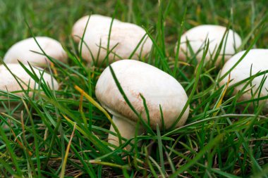 Yeşil çimlerde bir sürü beyaz şampiyon var.