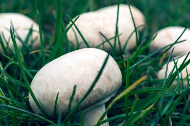 Yeşil çimlerde bir sürü beyaz şampiyon var.